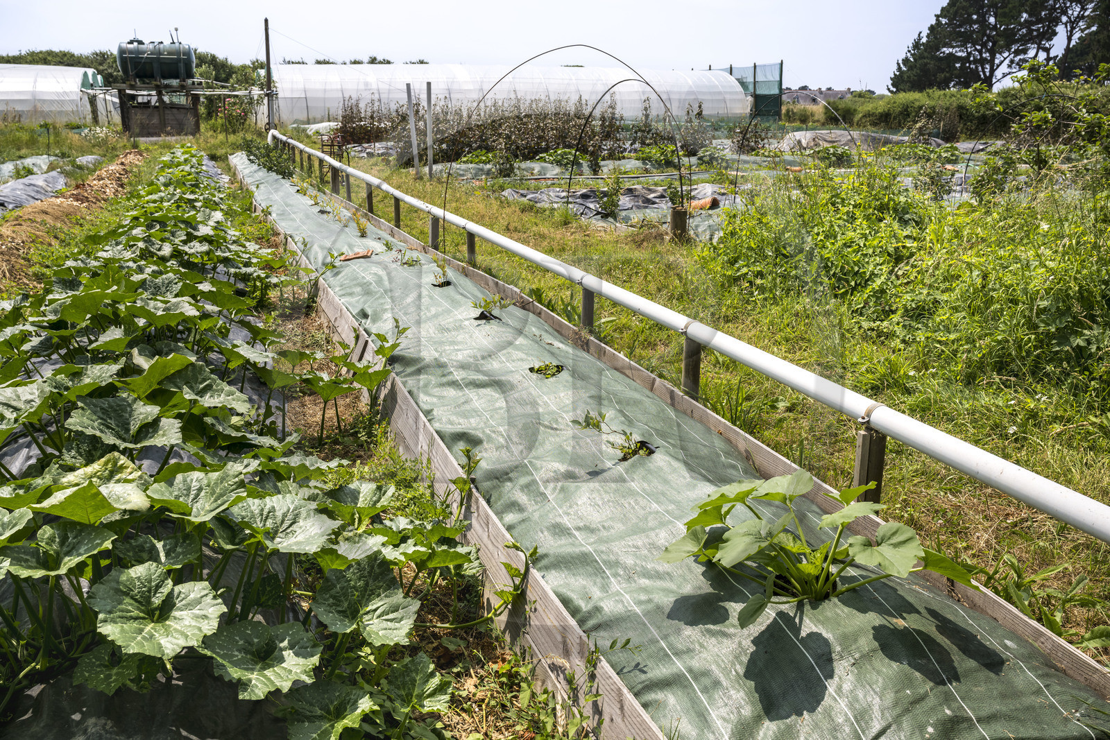 France, Morbihan (56), Ile de Groix, Kerdurand, les Jardins de Kerdu, grand jardin maraîcher bio de Erwan et Gael Leclercq