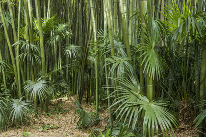 France, Gard, Generargues towards Anduze, Bambouseraie en Cévennes (Bamboo garden), bamboo forest