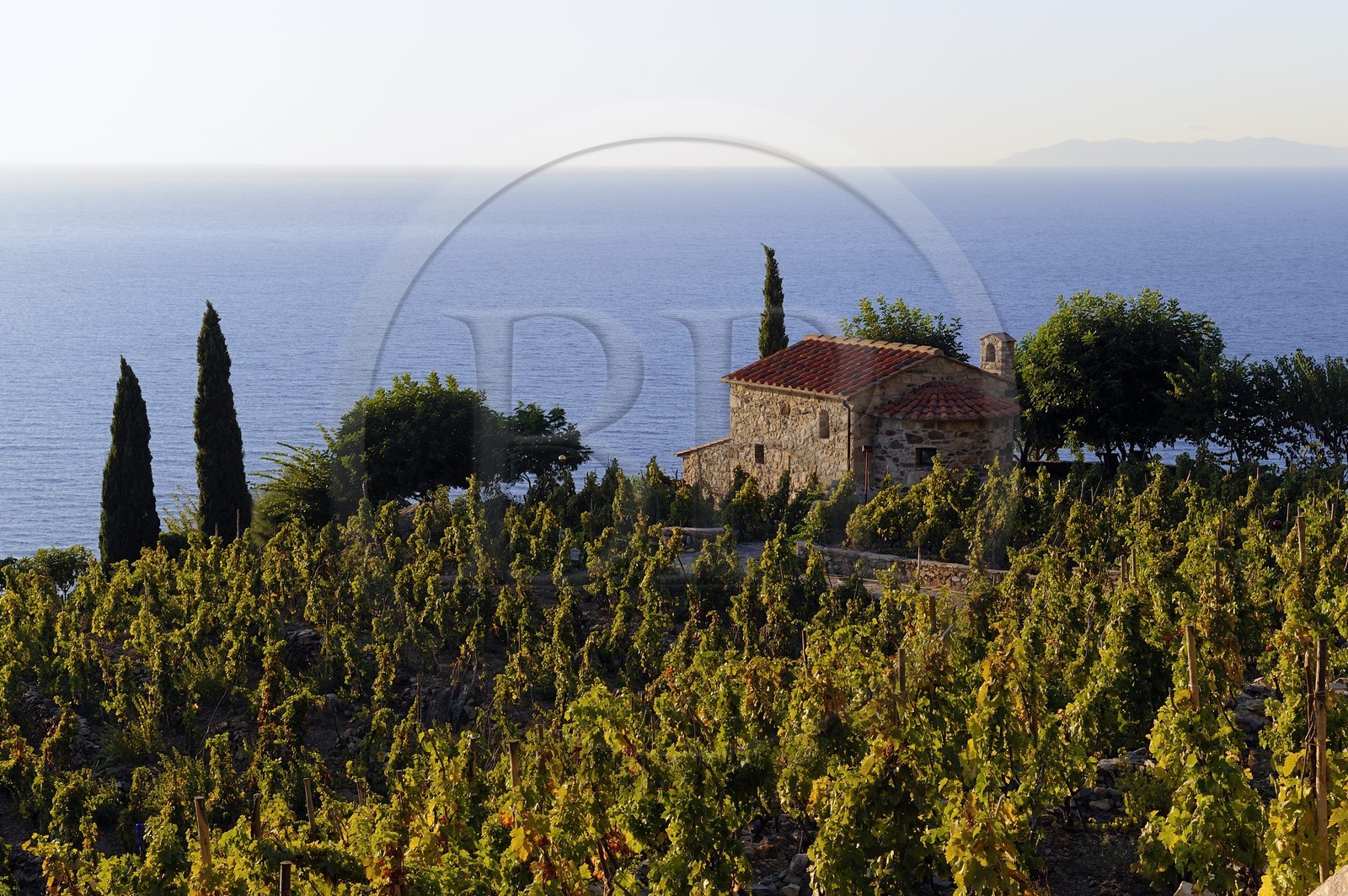 Italie, Toscane, l’Ile d’Elbe, , petite chapelle et vignobles au-dessus de la côte près de Colle d'Orano