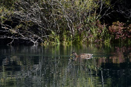 Var (83) rive gauche et Alpes-de-Haute-Provence (04) rive droite, Parc Naturel Régional du Verdon, Basses Gorges du Verdon en aval du lac de Sainte Croix, canard