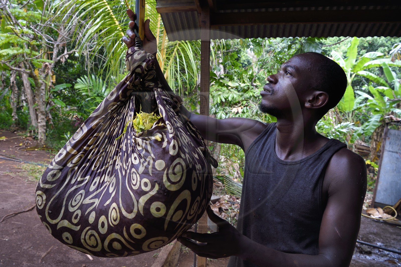 France, Mayotte island (French overseas department), Grande-Terre, Ouangani, weighing at the distillery of Ylang-ylang flowers freshly picked, an essential oil is extracted used in perfumery, Hassani Soulaimana Aromaoré co-leader