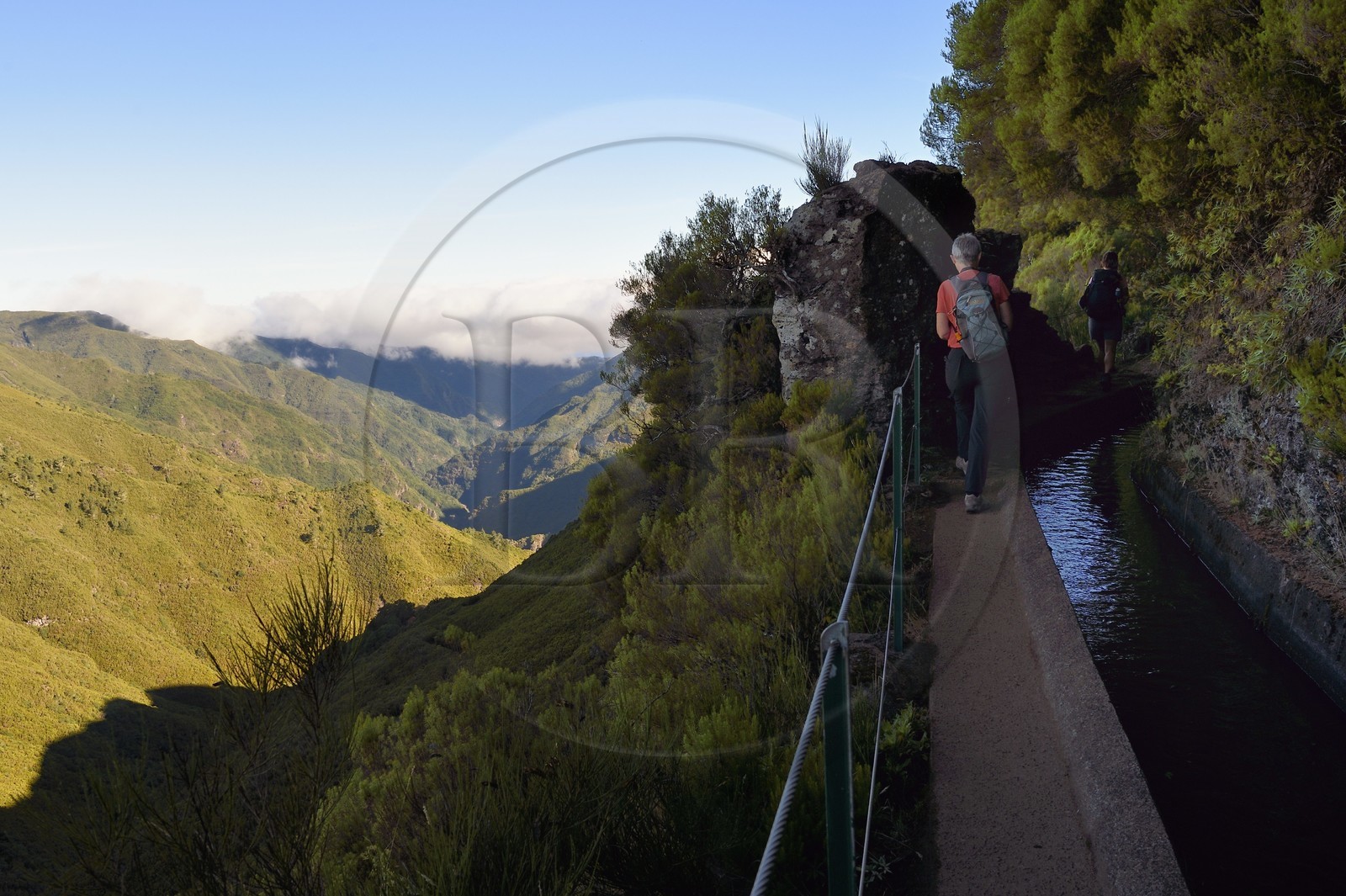 Portugal, Ile de Madère, randonnée par la levada do Alecrim dans La forêt de Rabaçal, la laurisilva, unique vestige de la forêt primaire qui recouvrait le sud de l’Europe il y a des millions d’années, en contrebas la vallée sauvage de 18 km Ribeira da Janela qui descend vers la mer