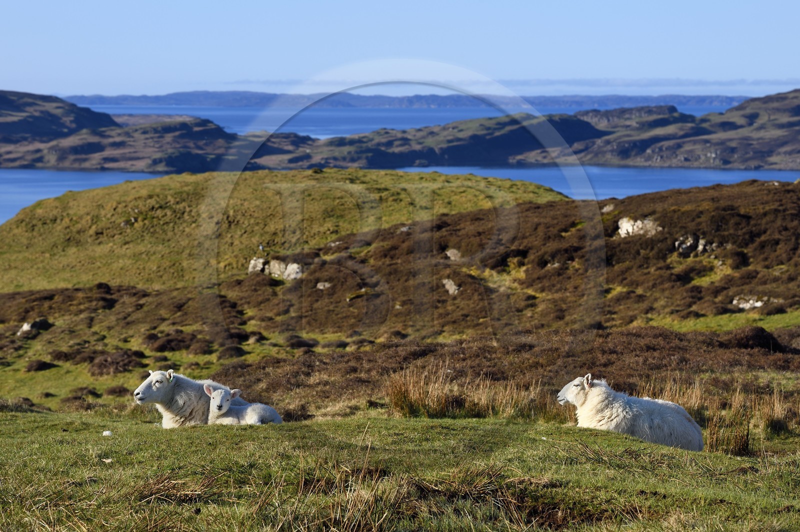 Royaume-Uni, Ecosse, Highland, Hébrides intérieures, Ile de Mull, mouton