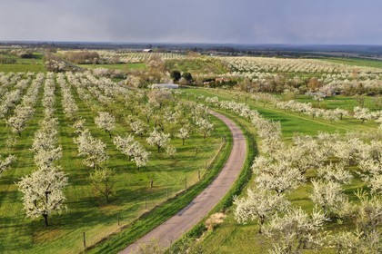 France, Meuse, Lorraine Regional Park, Cotes de Meuse, Vigneulles les Hattonchatel, mirabelliers (cherry-plum trees) in bloom (aerial view)