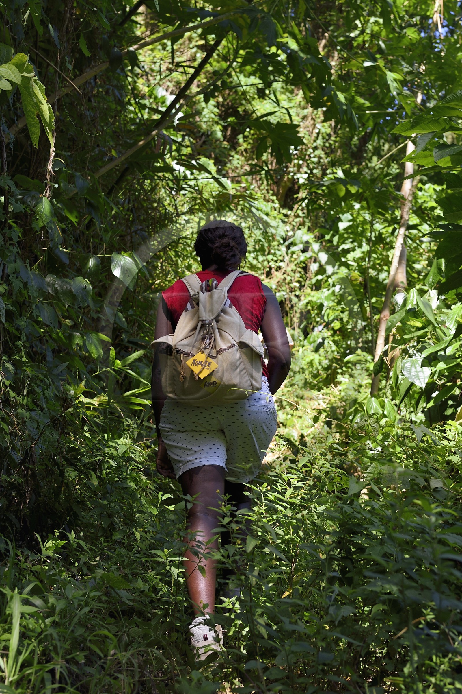 Caribbean, Dominica Island, hikers on segment 13 of the Waitukubuli National Trail in the north of the island between Pennville and Capuchin