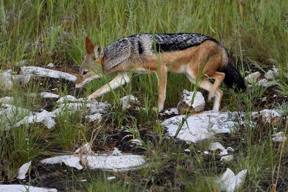Namibie, région de Oshikoto, Parc National d'Etosha, chacal à chabraque (Canis mesomelas)