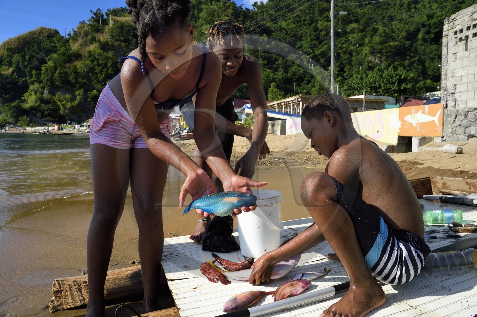 Caraïbes, Ile de la Dominique, baie de Soufrière, groupe d'enfant au retour de pêche  sur la plage de Soufrière, jeune fille tenant un poissons-perroquets (Scaridae)