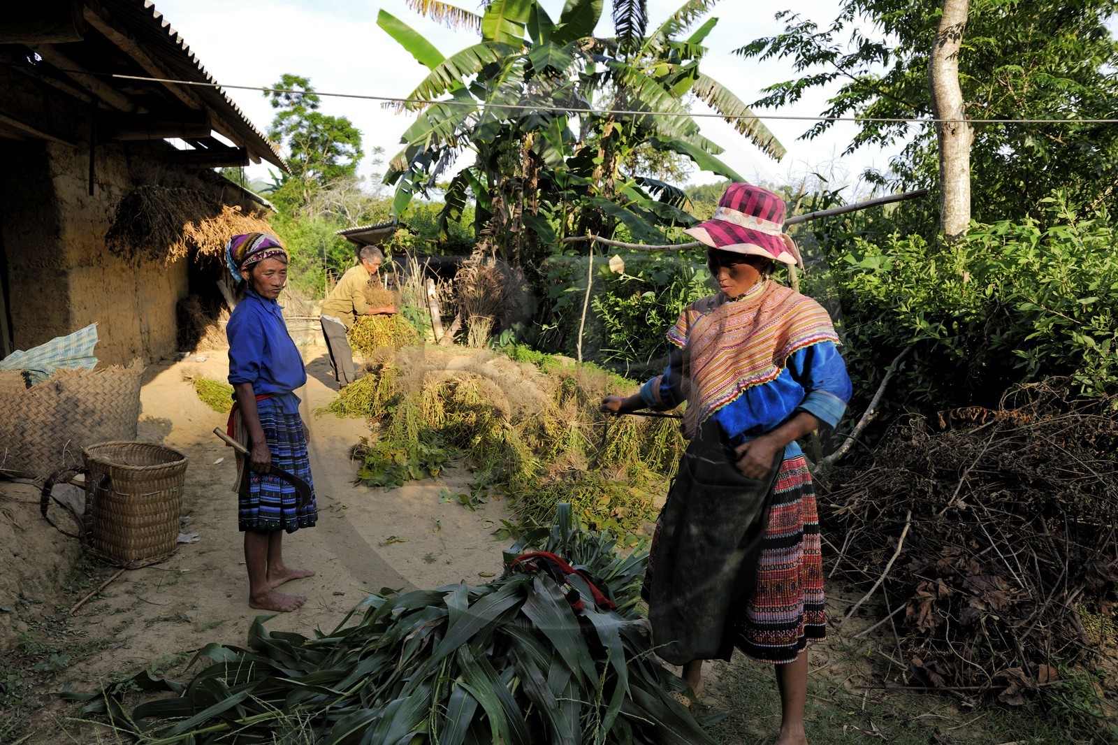 Vietnam, Lao Cai province, Bac Ha district, farmers from the Flower Hmong minority group