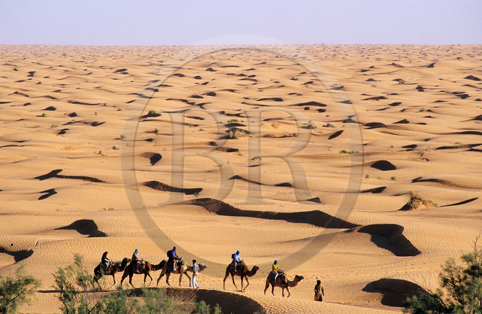Tunisie, sud tunisien, oasis de Ksar Ghilane, méharée dans les dunes de sable ocre du Grand Erg oriental