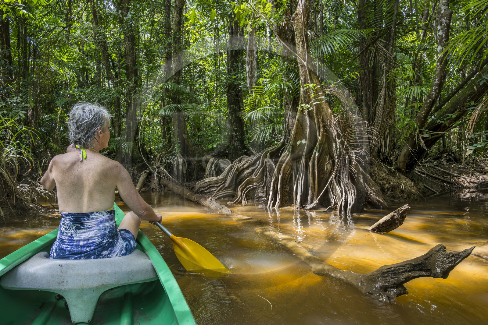 France, Guyane, Kourou, camp Maripas dans la forêt tropicale, découverte en canoé d'une crique, petite rivière, affluent du fleuve Kourou, Pterocarpus officinalis aux grands contreforts ondulés ou moutouchi-marécage en créole