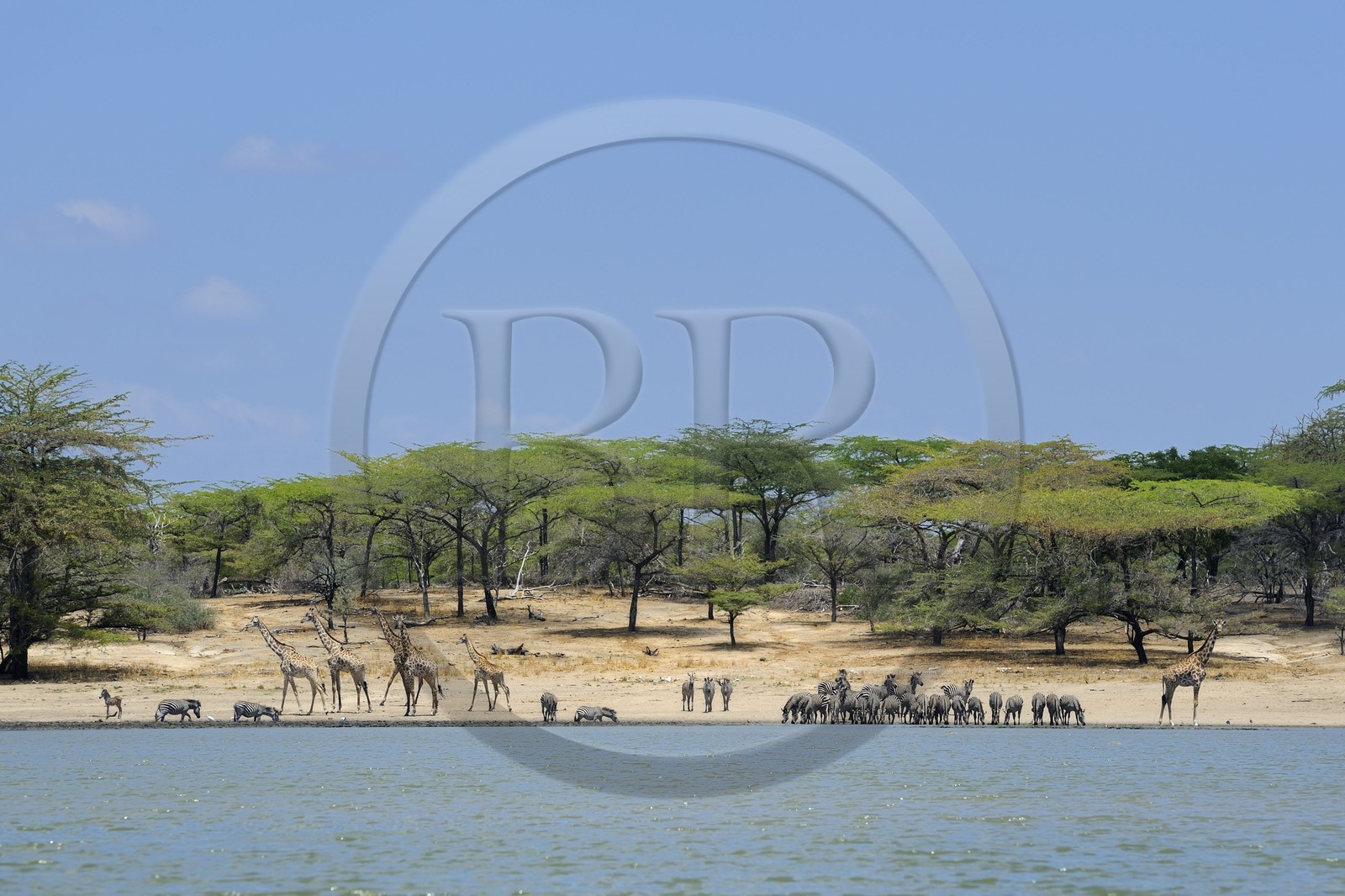 Tanzania, Selous Game Reserve is one of the largest fauna reserves of the world and designated a UNESCO World Heritage Site in 1982, giraffes (Giraffa camelopardalis) and  et zebras (Equus burchelli) on the edge of a lake formed by the Rufiji River