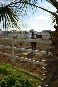Spain, Andalusia, Seville Province, Utrera, the Ayala stud farm (Yeguada Ayala), Andalusian horse also known as the Pure Spanish Horse or PRE (Pura Raza Espanola)