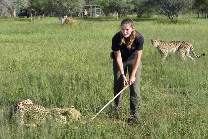 Namibia, Otjiwarongo, Cheetah Conservation Fund, research and education centre, cheetah (Acinonyx jubatus), reward given in exchange of the lure that the cheetah has hunted, the purpose of the exercise is to keep it in shape