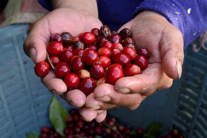 Panama, province de Chiriqui, Boquete, plantation de café Finca Lerida, cueillette des grains de café de la variété catuai