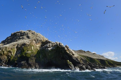 France, Côtes-d'Armor (22), Perros-Guirec, archipel et réserve ornithologique de Sept-Iles, Ile Rouzic, colonie de fous de Bassan (Morus bassanus), unique point de nidification en France pour plus de 20000 couples