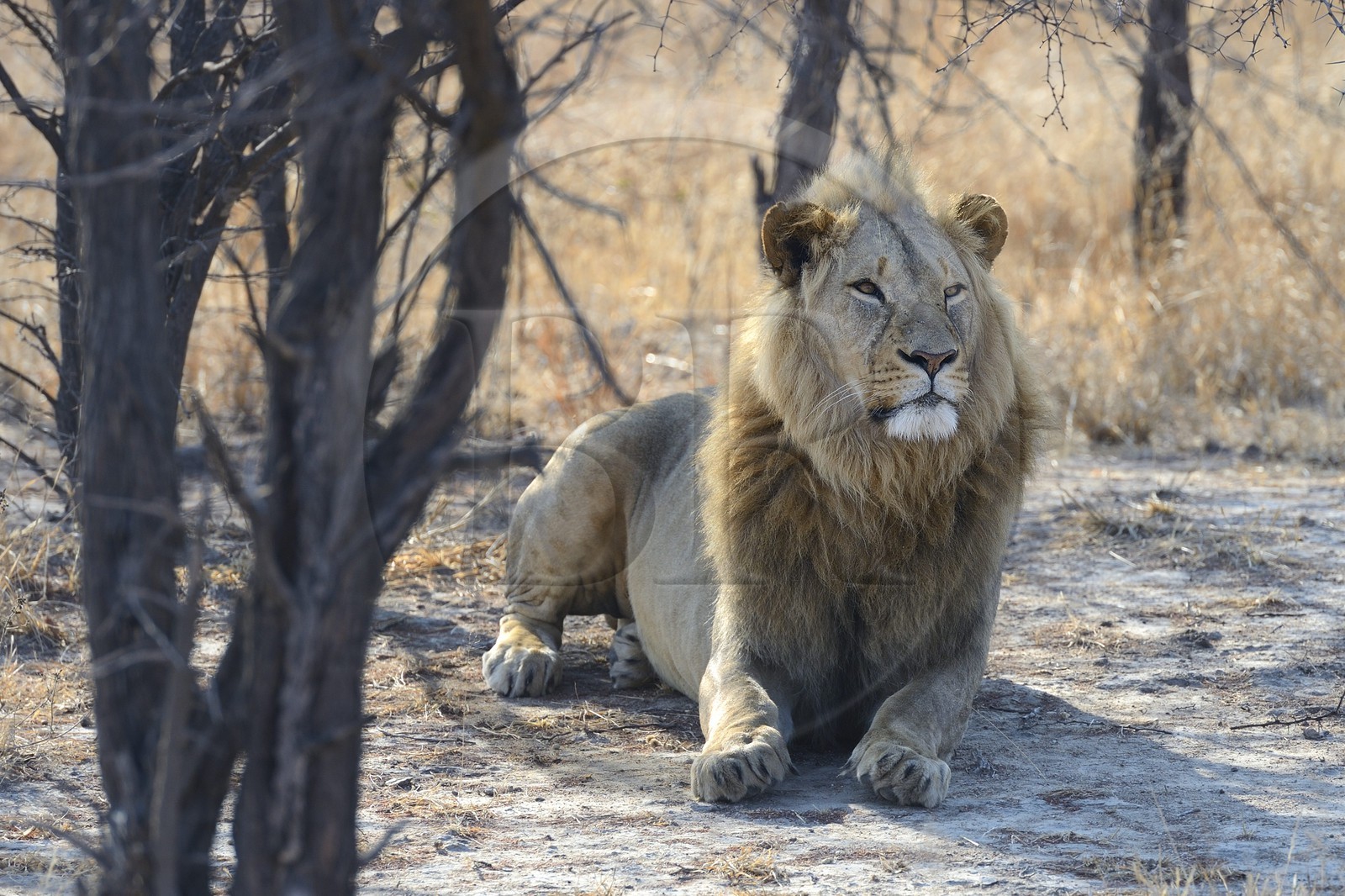 Zimbabwe, province des Midlands, Gweru, Antelope Park qui abrite ALERT (African Lion and Environmental Research Trust), Zone 2, jeune lion mâle (panthera leo) appellé AS2 qui sera relaché en clan dans un parc national pour le repeupler