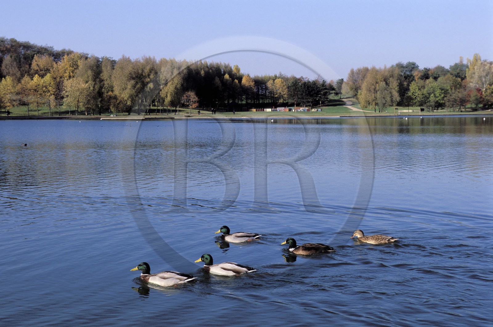 France, Seine-Saint-Denis (93), parc de la Courneuve, le grand lac