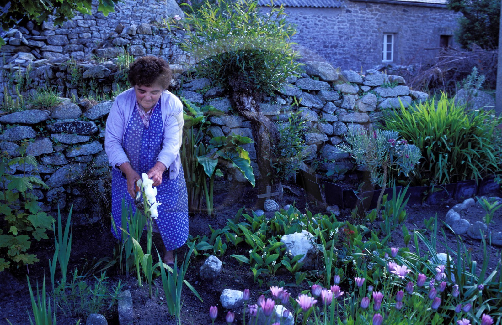 France, Finistere, Molene island, women in garden