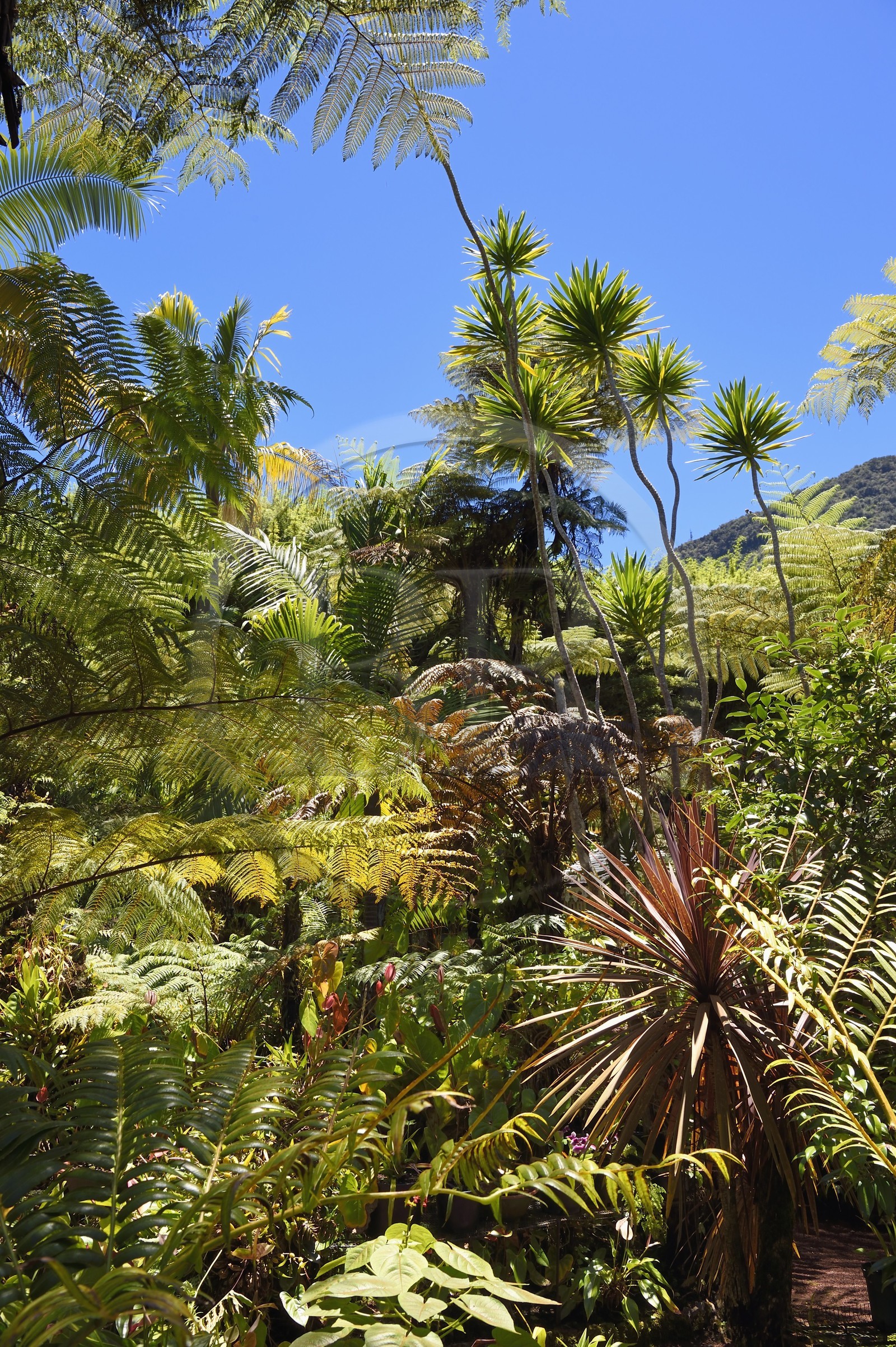 France, Ile de la Reunion, Cirque de Salazie, classé Patrimoine Mondial de l'UNESCO, Hell-Bourg, labellisé les Plus Beaux Villages de France, les luxuriant jardins de la Villa ou Maison Folio