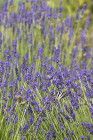 France, Alpes-Maritimes, Mouans-Sartoux, Gardens of the International Museum of Perfumery (Musée International de la Parfumerie - MIP), scarce swallowtail (Iphiclides podalirius) butterfly on a sprig of blooming lavender