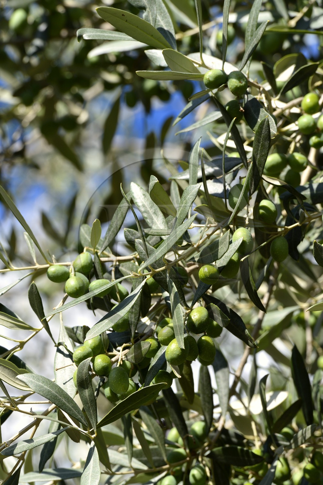 France, Corse du Sud, Alta Rocca, Sainte-Lucie-de-Tallano (Santa Lucia di Tallà), olives germaines de Tallano