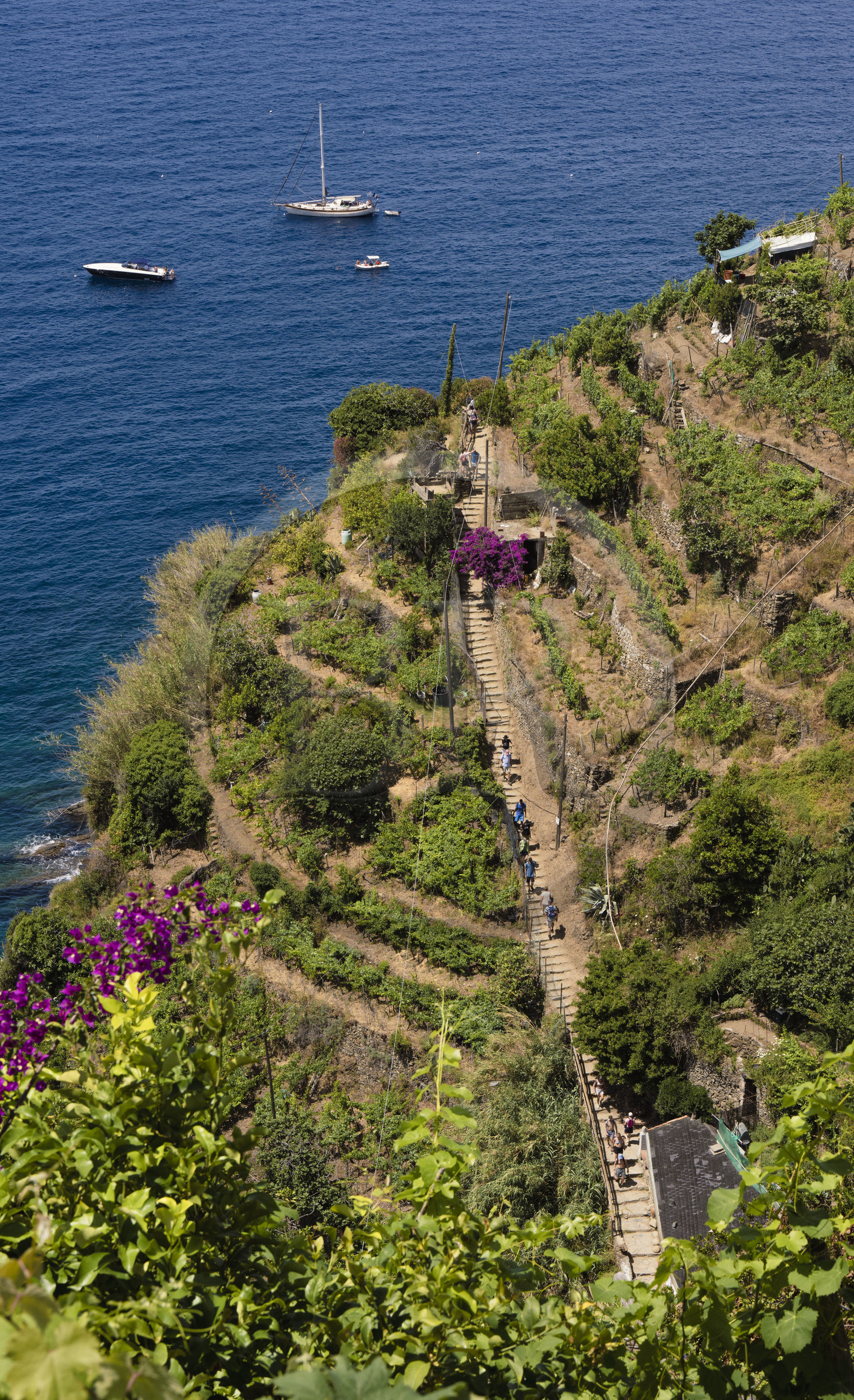 Italie, Ligurie, Cinque Terre, parc national des Cinque Terre classé Patrimoine Mondial de l'UNESCO, village de Vernazza, randonneurs sur le sentier du littoral GR 592 passant dans le vignoble en terrasse entre Monterosso et Vernazza