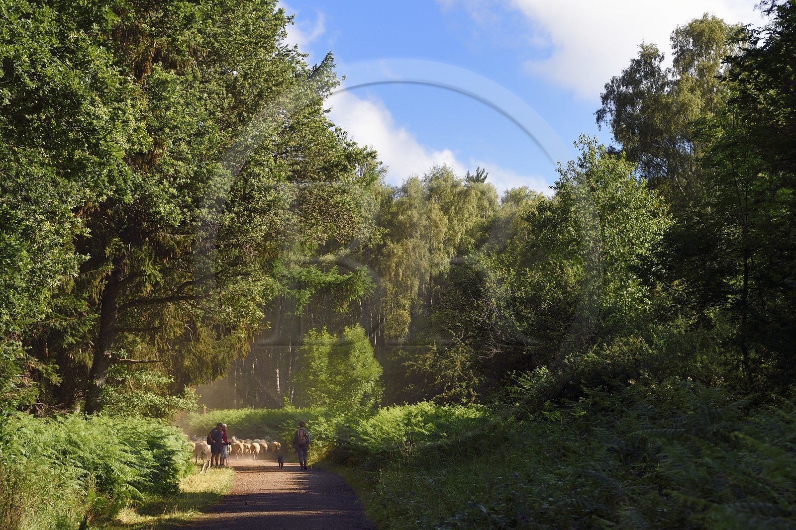 France, Puy-de-Dôme (63), Parc Naturel Régional des Volcans d'Auvergne, Chaine des Puys classée Patrimoine Mondial de l’UNESCO, la bergère Charlotte Hevin avec ses chiens et un troupeau de brebis Rava dans la forêt au pied du volcan Puy de Dôme