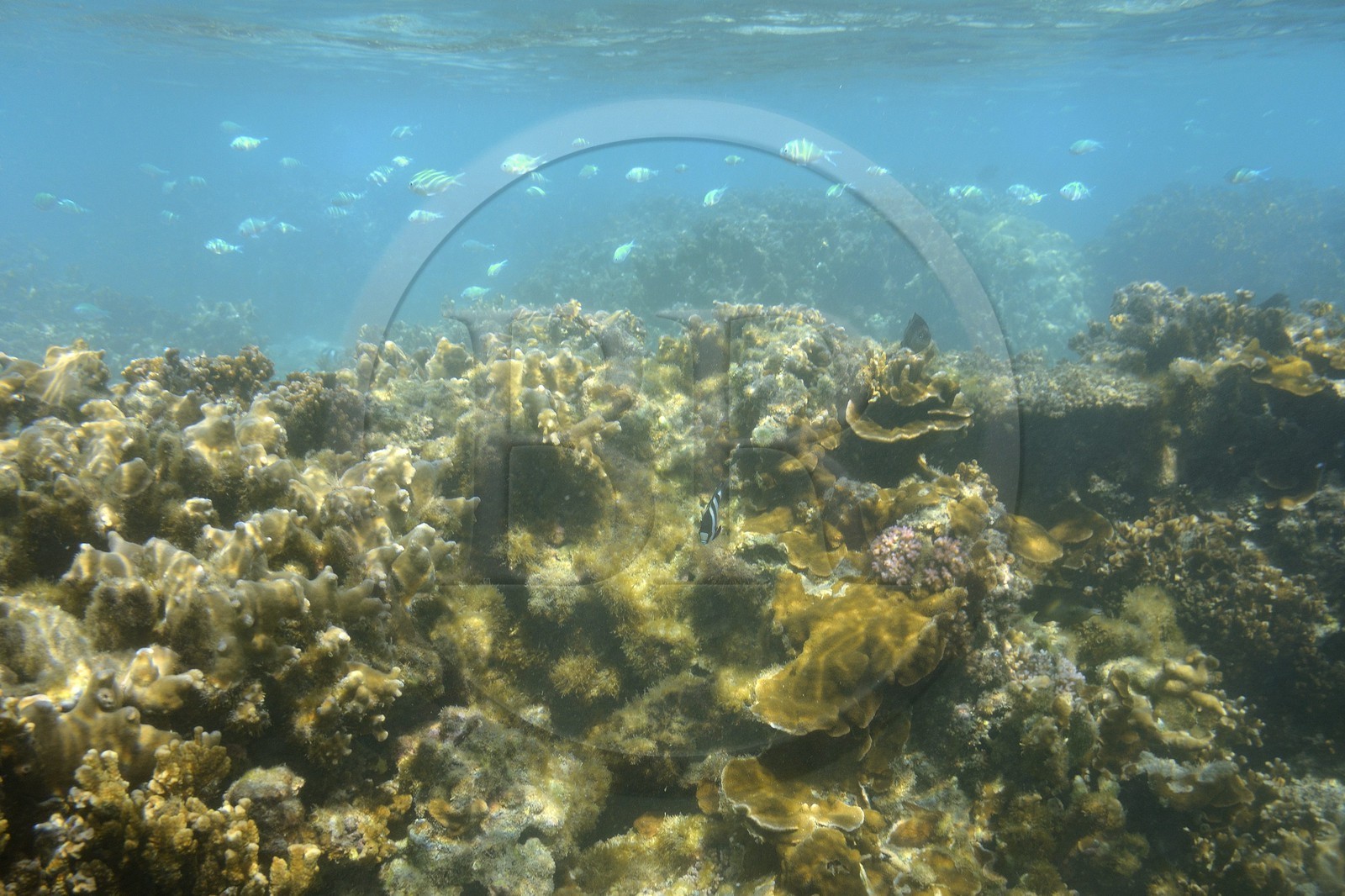 France, Ile de la Reunion, Côte Ouest, Saint-Gilles-Les-Bains (commune de Saint-Paul), le récif corallien du lagon de l'Ermitage et de La Saline-Les-Bains (vue sous-marine)