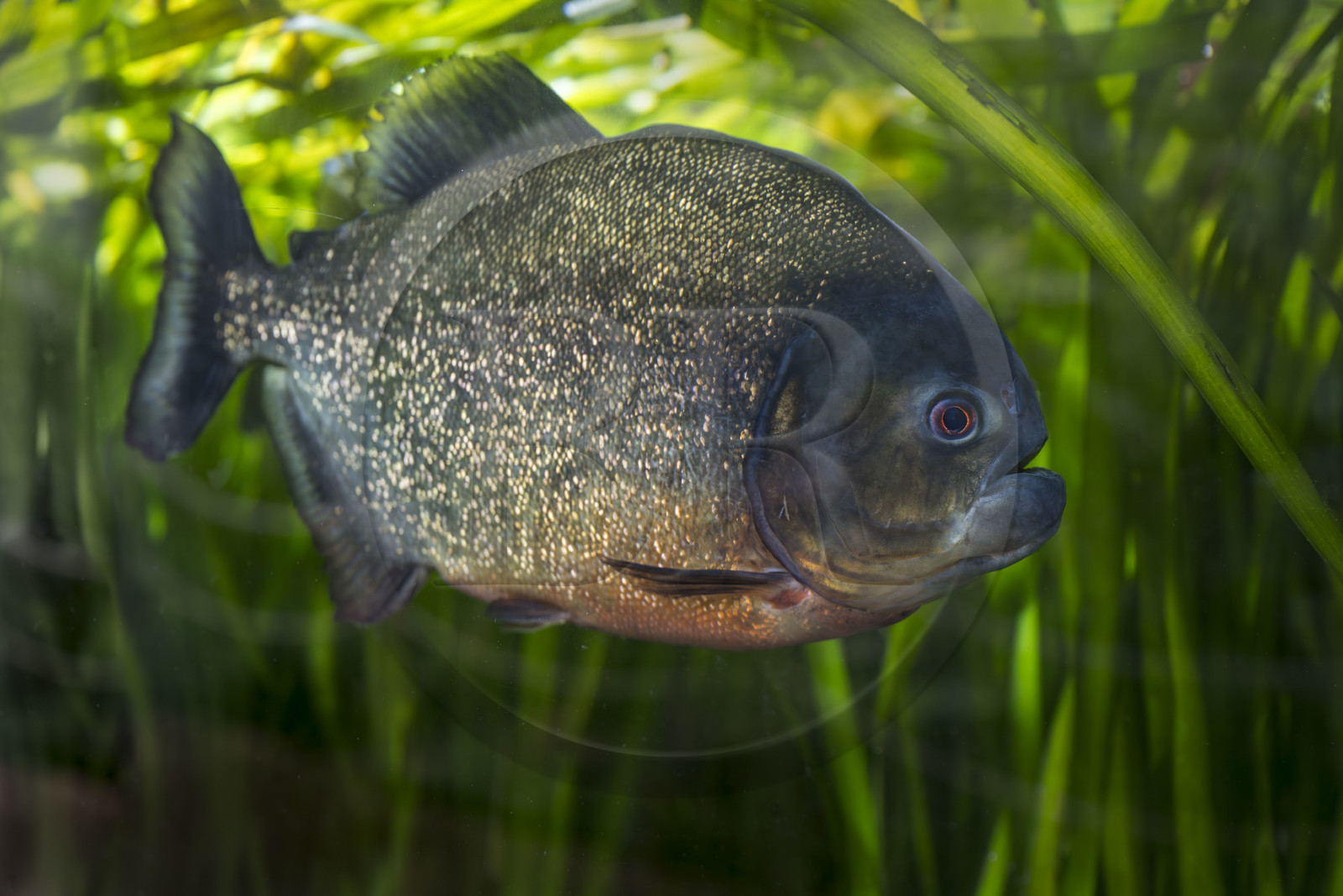 France, Finistère, Brest, Océanopolis, museum of the sea, red-bellied piranha (Pygocentrus nattereri)