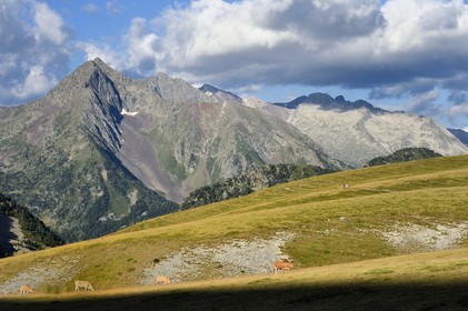 France, Hautes Pyrenees, Saint Lary Soulan and Vielle-Aure, hike on a variant of the GR10 between the Portet pass and the Bastan lakes on the edge of the Neouvielle nature reserve in the background, herd of cows in the summer pasture