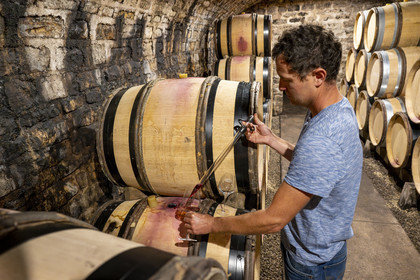 France, Cote d'Or, cultural Landscape of the climates of Burgundy listed as World Heritage by UNESCO, Route des Grands Crus (road of Vintage Wines), vineyard of the Côte de Nuits, Gevrey Chambertin, Domaine Dugat, Bertrand Dugat the cellars under the former Tithe Cellar of the Bishops of Langres where he stores his barrels