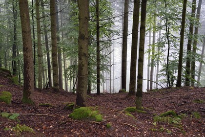 France, Bas-Rhin, Parc regional des Vosges du nord (Northern Vosges Regional Natural Park), La Petite Pierre, La Petite Pierre national forest at the Hirschfels