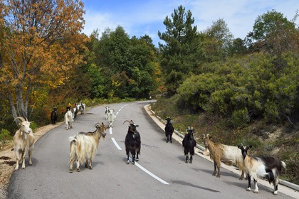 France, Corse-du-Sud (2A), Vallée du Prunelli, Bastelica, troupeau de chèvres en bordure de route