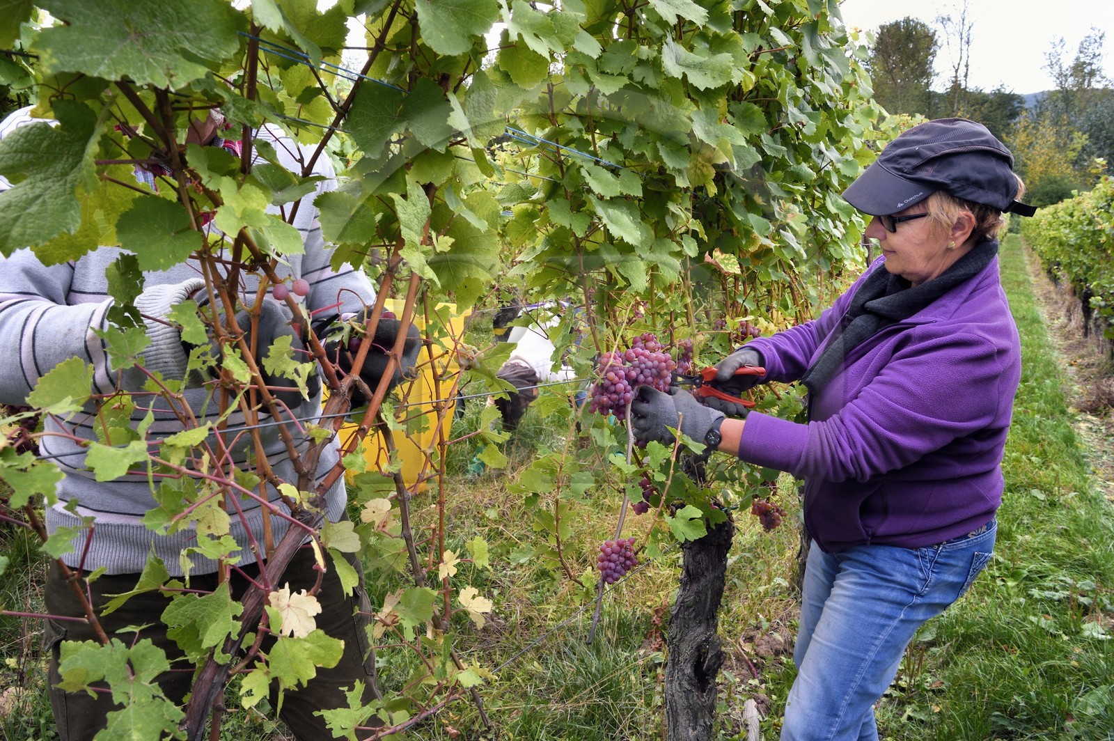 France, Bas-Rhin (67), Route des vins d'Alsace, Nothalten, vendanges sur une parcelle de gewurztraminer du Domaine viticole Philippe Sohler à Epfig