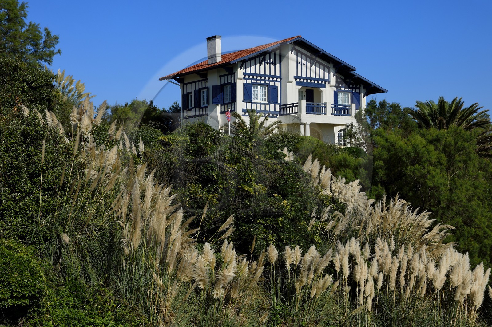 France, Pyrenees Atlantiques, Basque Country coast, Bidart, traditional neobasque style house, in the foreground of pampas grass (Cortaderia selloana)