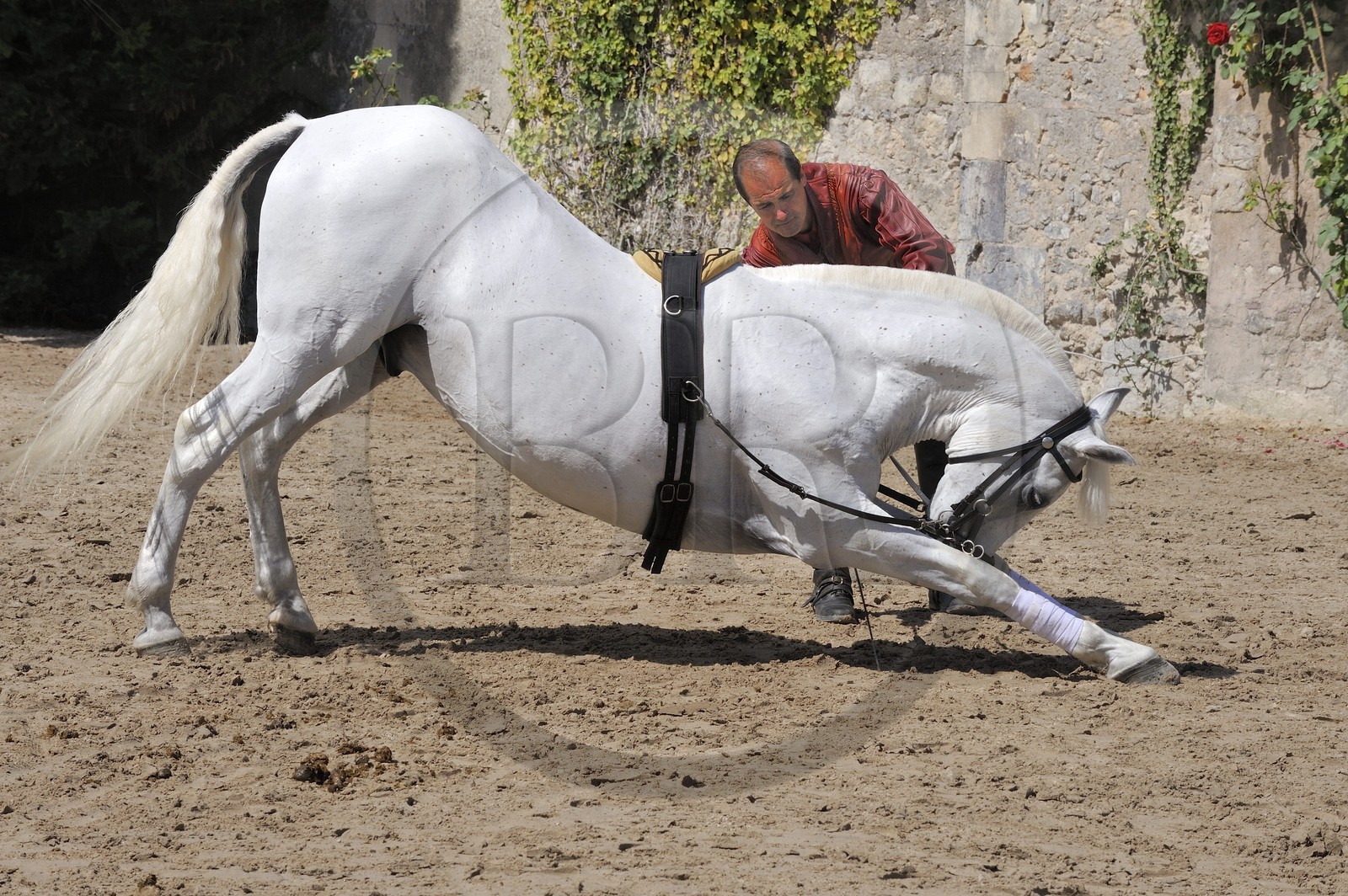 France, Loir et Cher, Loire Valley listed as World Heritage by UNESCO, Chateau de Chambord, equestrian art show