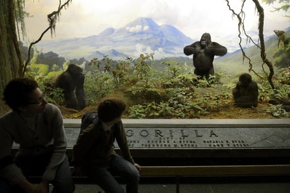 Etats-Unis, New York, Manhattan, Upper West Side, Musée Américain d'Histoire Naturelle (American Museum of Natural History), vitrines de diorama, gorilles d'Afrique Centrale