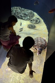 Portugal, Lisbonne, Parque das Nações (Parc des nations) construit pour l'exposition universelle de 1998, Oceanário (Oceanarium), enfant observant une tortue de mer