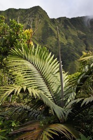 Caraïbes, Ile de la Dominique, Castle Bruce, Parc national du Morne Trois Pitons classé Patrimoine Mondial de l'UNESCO, le long du sentier traversant la forêt tropicale et menant à la la Vallée de la Désolation puis au Boiling Lake
