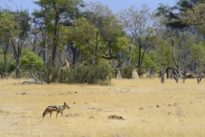 Zimbabwe, province de Matabeleland septentrional, parc national Hwange, chacal à chabraque (Canis mesomelas)
