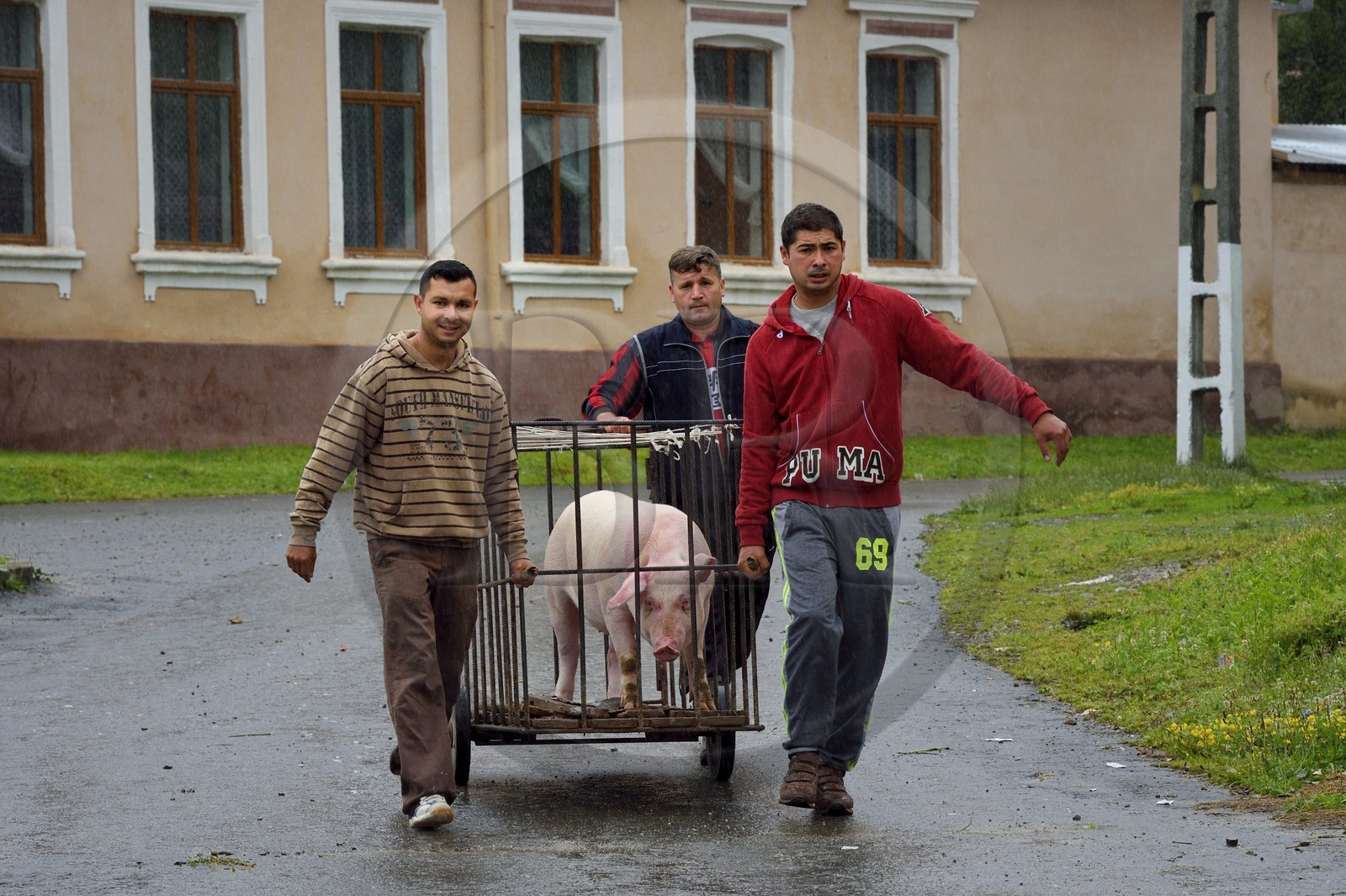 Roumanie, Transylvanie, région de Biertan, Copsa Mare, transport d'un cochon