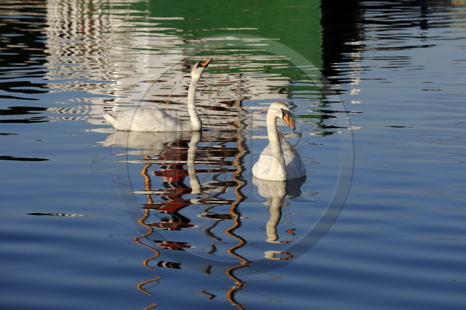 Norvège, Rogaland, Sandnes, cygnes dans le port