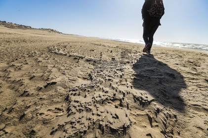 France, Gard, Camargue dune massif of the Pointe de l'Espiguette by the sea, the beach