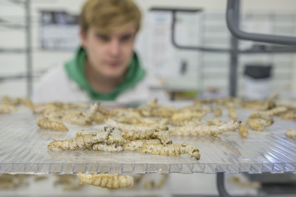 France, Gard (30), Monoblet, l'Atelier Sericyne relance la sériciculture française, élevage de vers à soie et production de soie d'exception et intissée pour la réalisation d'objets de décoration