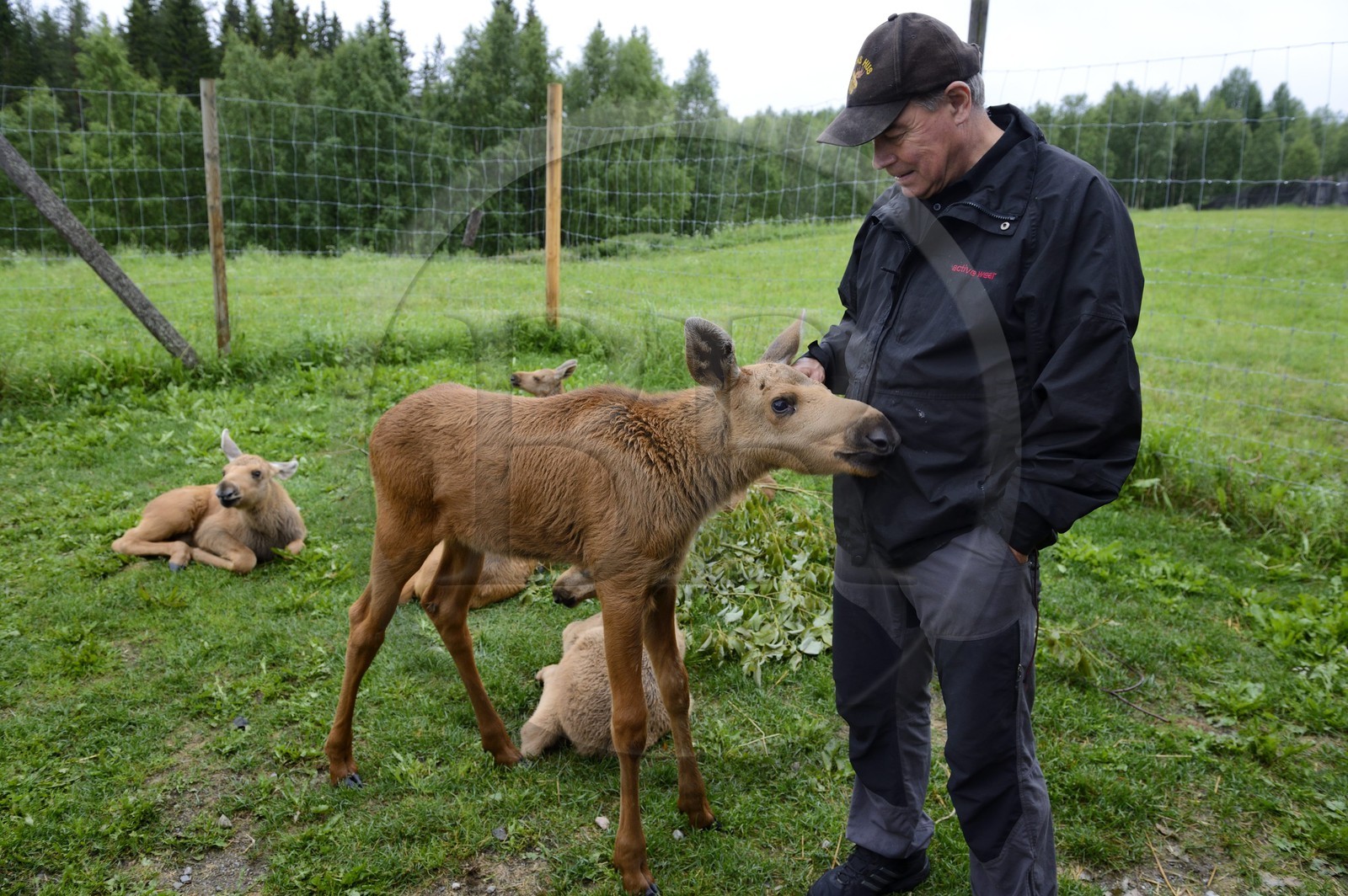 Suède, Comté de Vasterbotten, région d'Umea, Bjurholm, le Maison de l'Elan (Algens Hus), élevage, jeune élan de quatre semaines