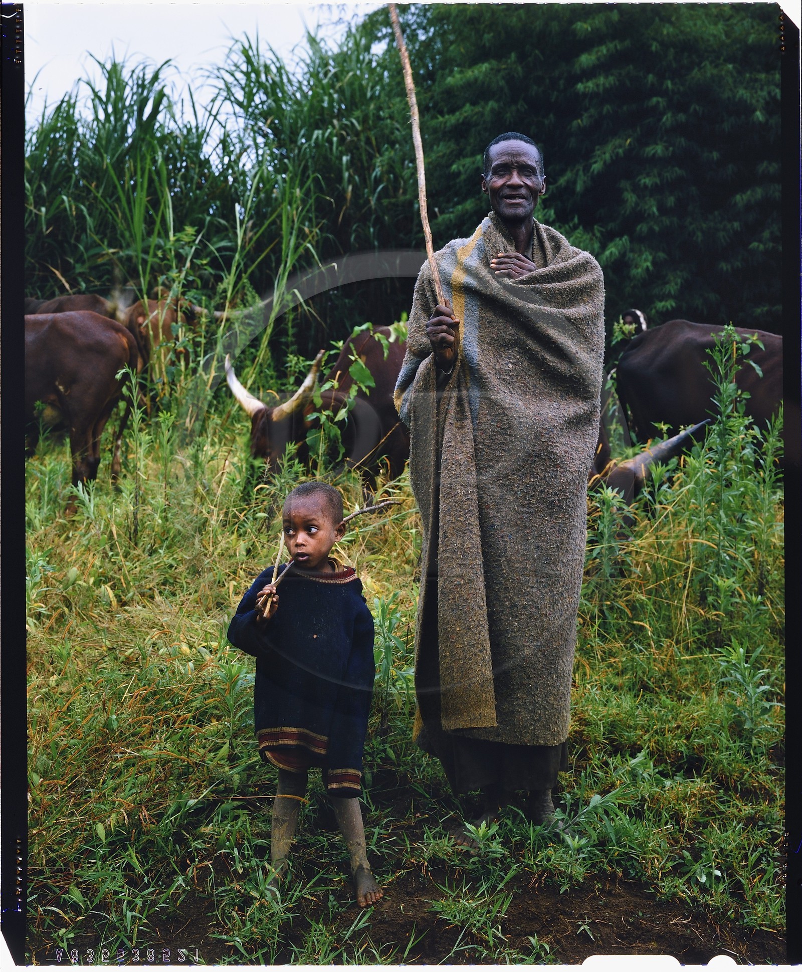 Burundi, Bujumbura Province, Ijenda area, Tutsi cattleman, Tutsis are traditionally cattle breeders, cow is for them an almost sacred animal and represents the bulk of their wealth with the land that belonged to them until 1976, cows are used particularly in payment of the dowry, during the ceremonies it was fashionable for women to wear heavy anklets and arms in order to have the elegant cow move (4x5 reversal film reproduction)