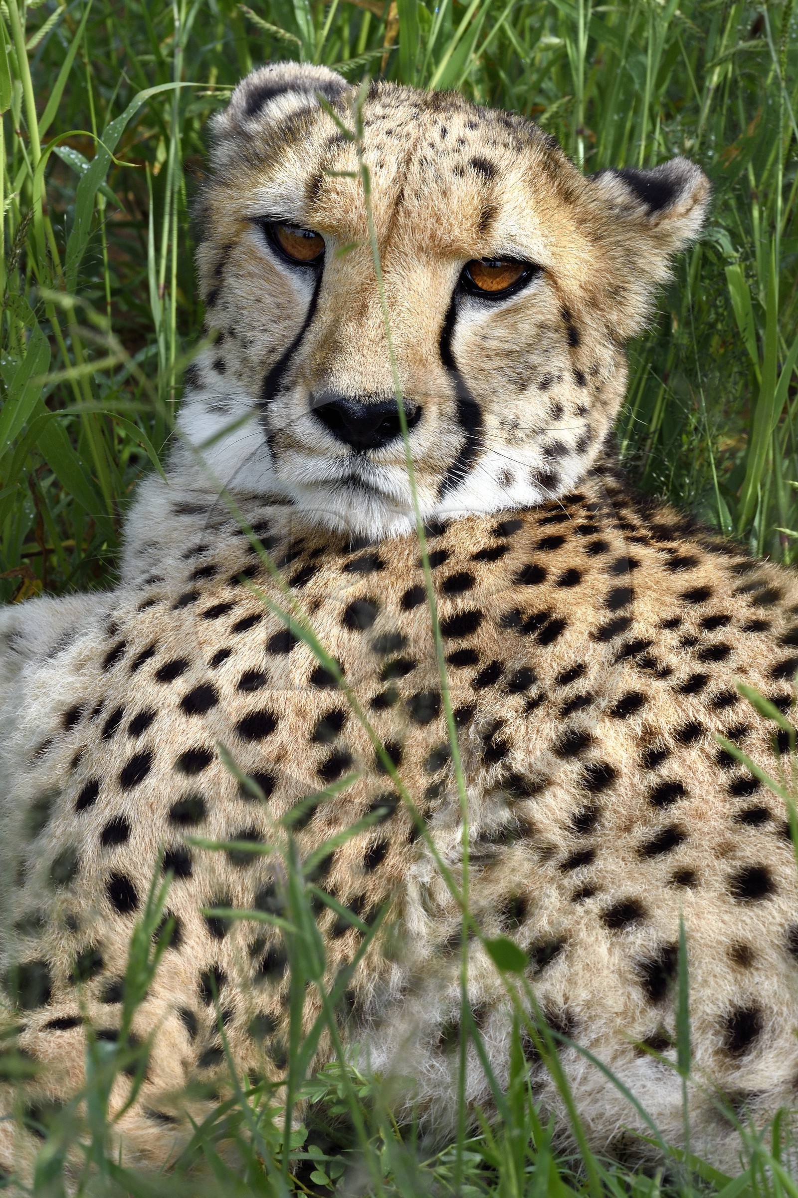 Namibie, Otjiwarongo, Cheetah Conservation Fund, centre de recherche et d'éducation, guépard (Acinonyx jubatus)