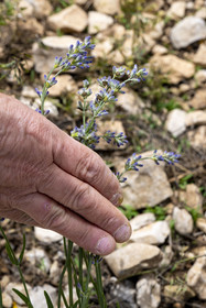 France, Drome, Drome Provencale, Sault district, Ferrassieres, young lavender planted one year ago