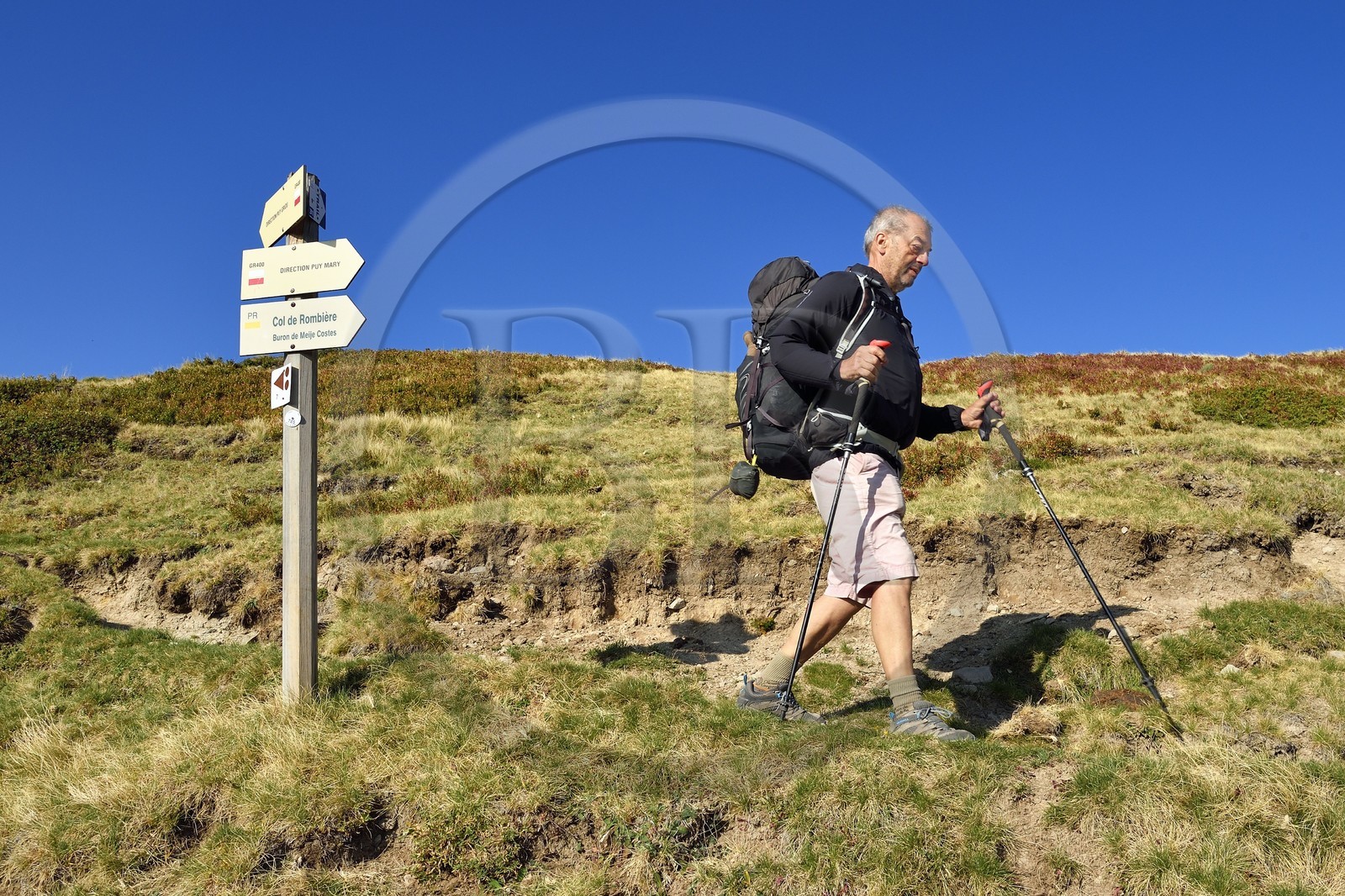 France, Cantal, Parc Naturel Régional des Volcans d'Auvergne (regional nature park of Auvergne volcanoes), Le Lioran, hiker going up to the Col de Rombière (mountain pass) overlooking the Alagnon valley, on the GR4 - GR400 and on the Way of St. James to Santiago de Compostela by Via Arverna