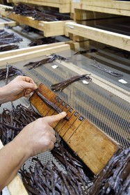 France, Reunion island (French overseas department), Saint Louis, Domaine de Bellevue, producer of organic vanilla, sizing vanilla pods